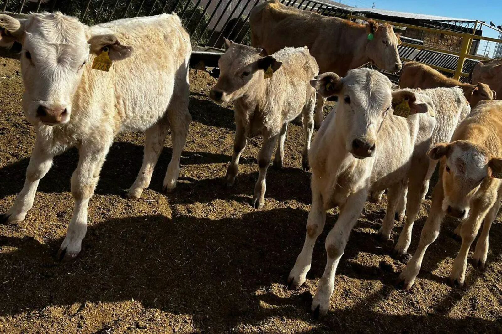 Confirman caso de gusano barrenador en Coronado; refuerzan vigilancia sanitaria en Chihuahua