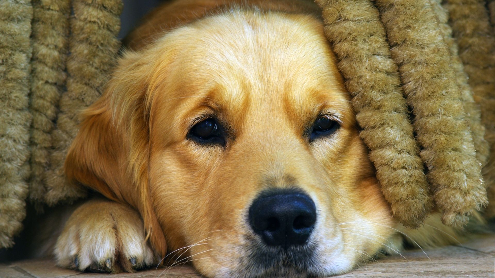 ¿Tu perro realmente te extraña? La ciencia revela qué ocurre cuando sales de casa