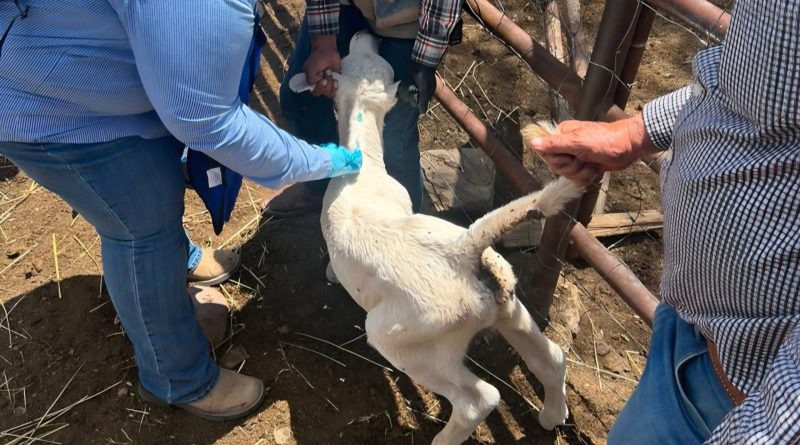 Confirman segundo caso de gusano barrenador en ganado de Chihuahua