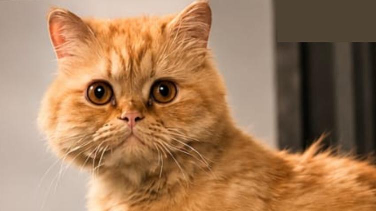 Buscan a “Lasaño”, gatito con cardiopatía; ofrecen recompensa por su regreso